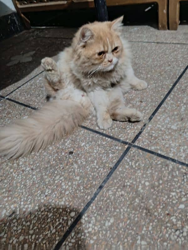 Triple coat Persian male for sale age 9 months completely vaccinated 9