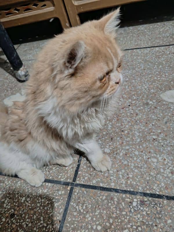 Triple coat Persian male for sale age 9 months completely vaccinated 10