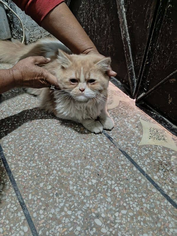 Triple coat Persian male for sale age 9 months completely vaccinated 11