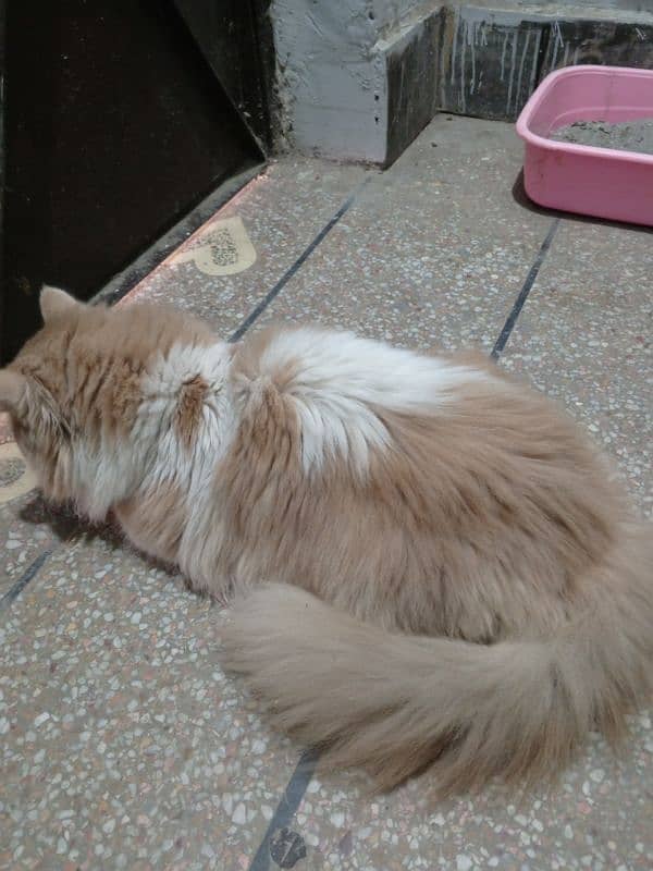 Triple coat Persian male for sale age 9 months completely vaccinated 12