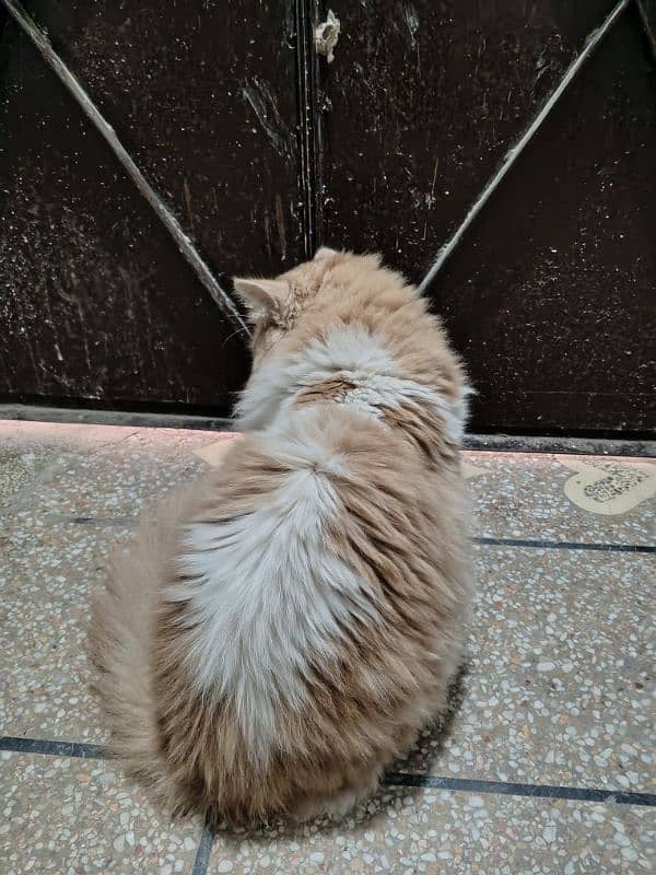 Triple coat Persian male for sale age 9 months completely vaccinated 14