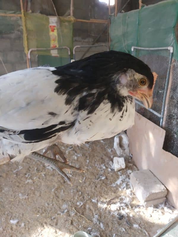 White Heera Aseel & Lakenvelder pullets 0