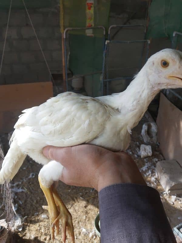 White Heera Aseel & Lakenvelder pullets 2