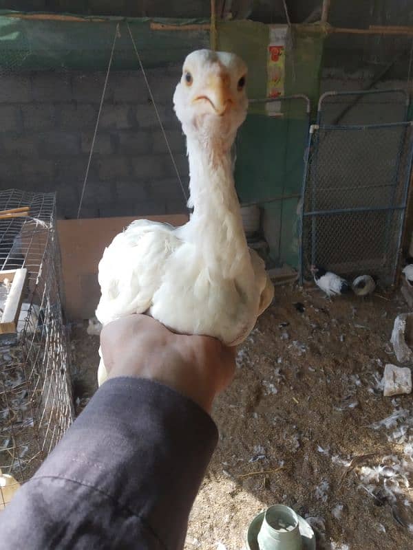 White Heera Aseel & Lakenvelder pullets 3