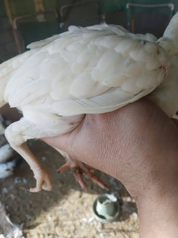 White Heera Aseel & Lakenvelder pullets 4