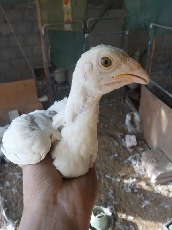 White Heera Aseel & Lakenvelder pullets 5