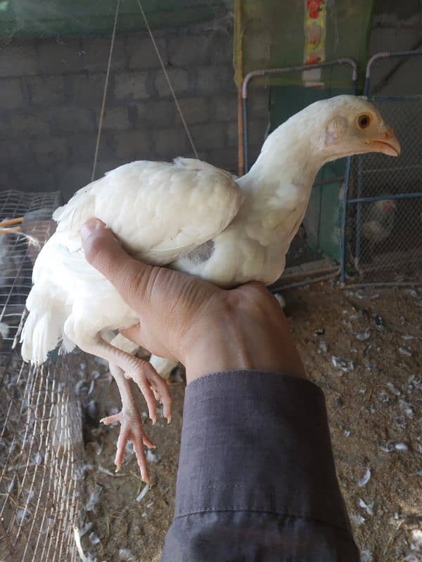 White Heera Aseel & Lakenvelder pullets 6