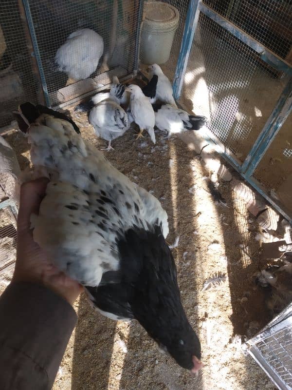 White Heera Aseel & Lakenvelder pullets 7