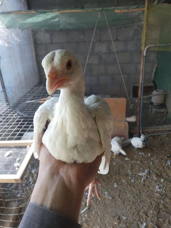 White Heera Aseel & Lakenvelder pullets 8