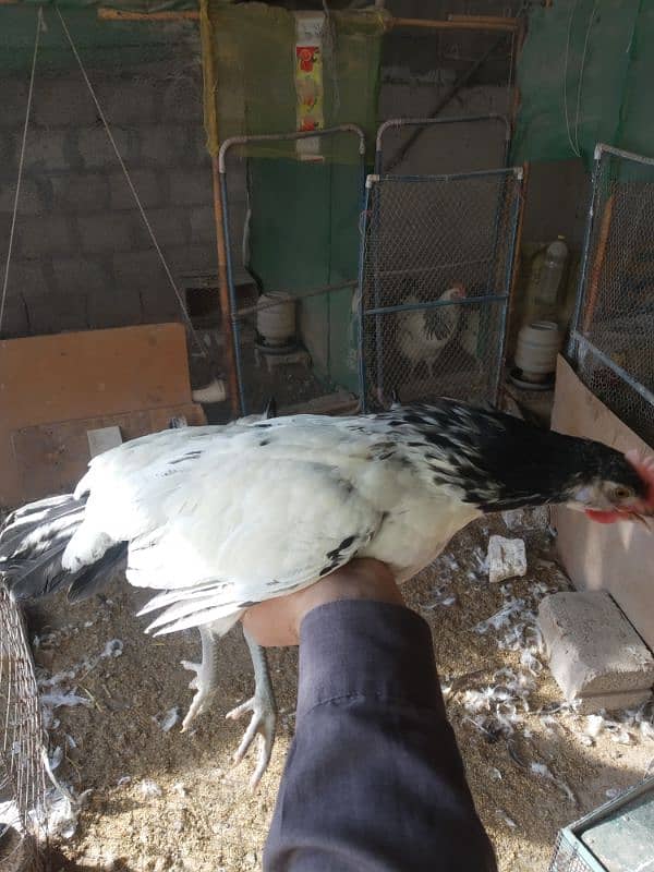 White Heera Aseel & Lakenvelder pullets 11