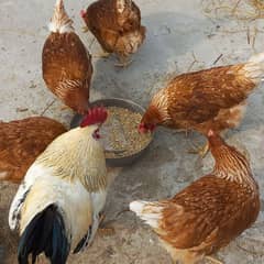 Pure Lohman Brown Eggs Laying Hens