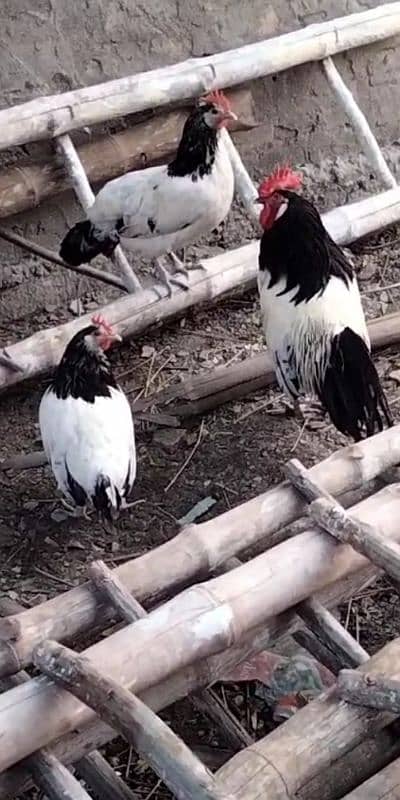 White Heera Aseel & Lakenvelder pullets 14