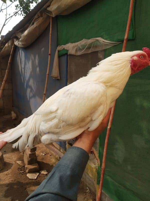 White Heera Aseel & Lakenvelder pullets 16