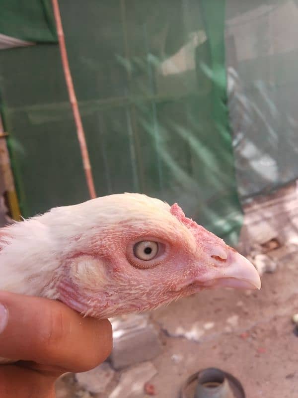 White Heera Aseel & Lakenvelder pullets 17