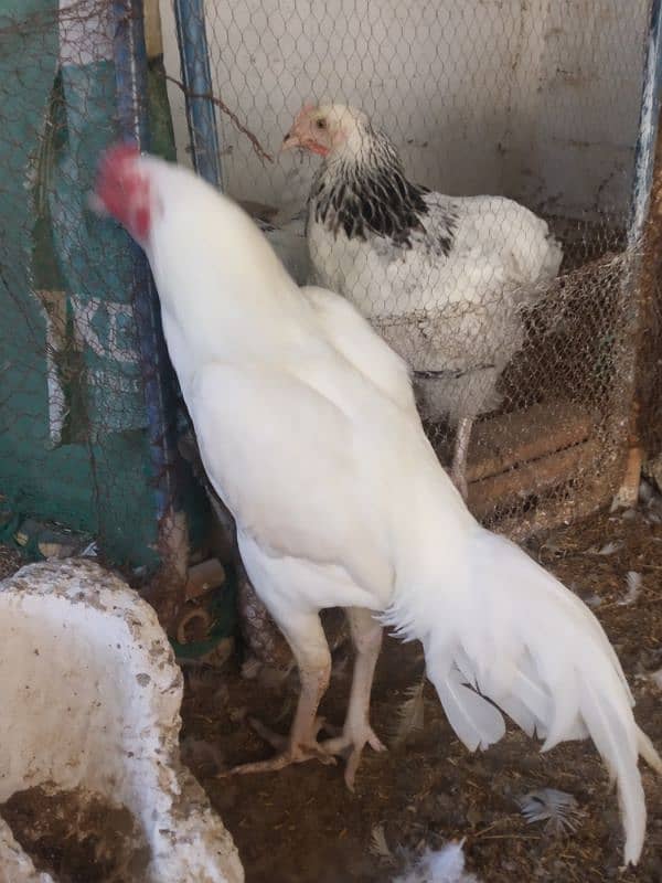 White Heera Aseel & Lakenvelder pullets 18