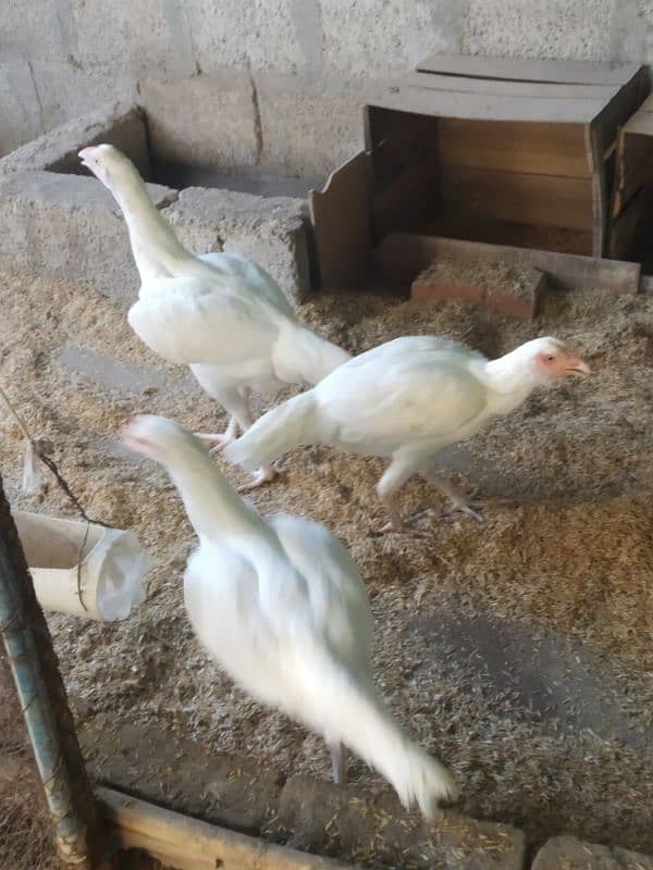 White Heera Aseel & Lakenvelder pullets 19