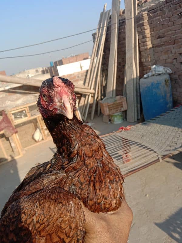 mian wali aseel madi breeder for sale 5