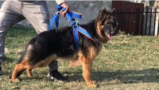 German shepherd female available