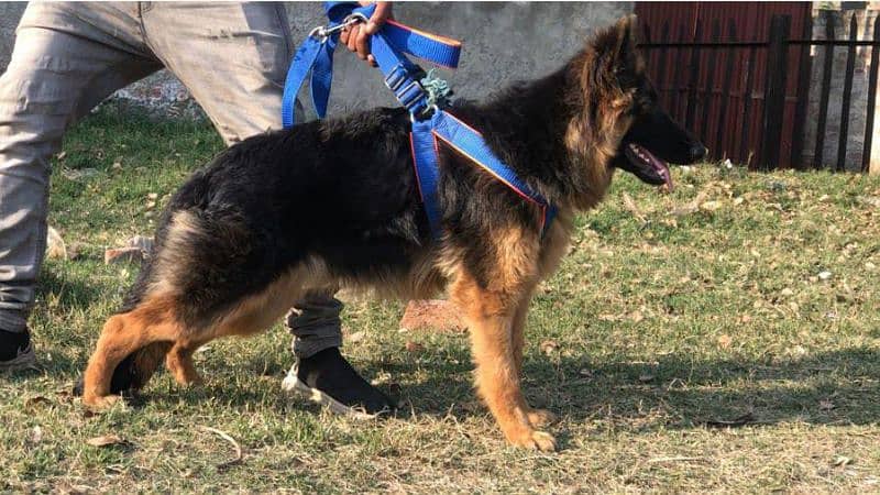 German shepherd female available 1