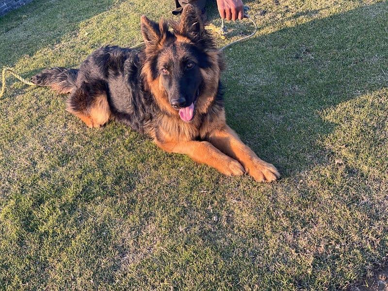 German shepherd female available 2