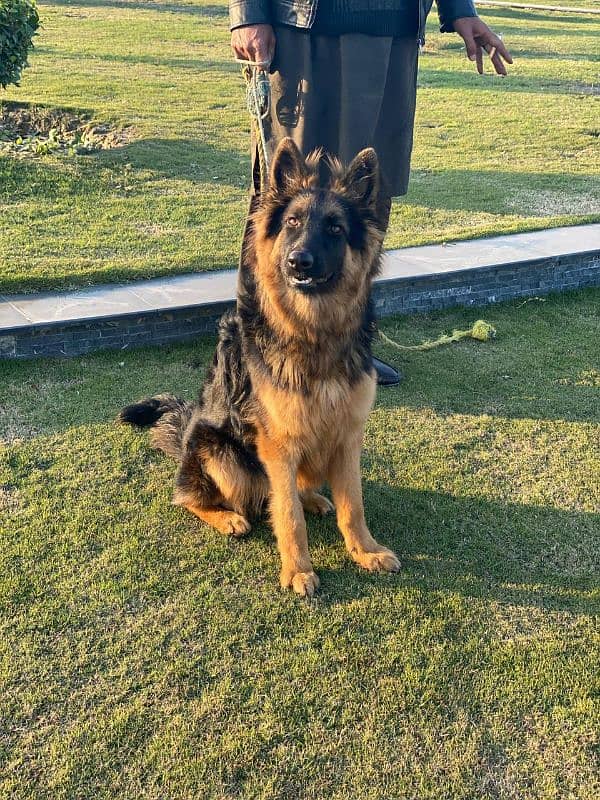 German shepherd female available 3