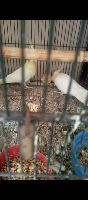 common white red eyes breeder pair without chiks only pair 0