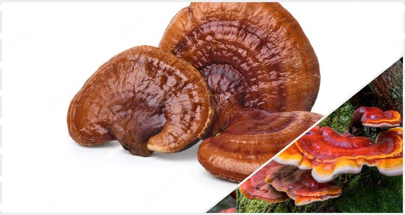 100% Organic Ganoderma Mushroom 0