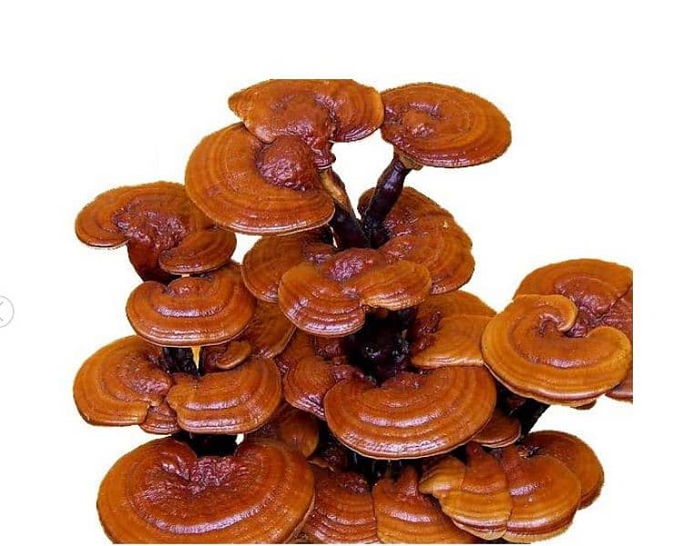 100% Organic Ganoderma Mushroom 1