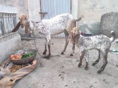 Pure makhi cheni bakri with bakra A++ Mall for Sale