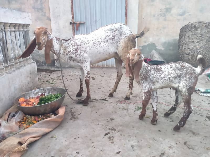 Pure makhi cheni bakri with bakra A++ Mall for Sale 0