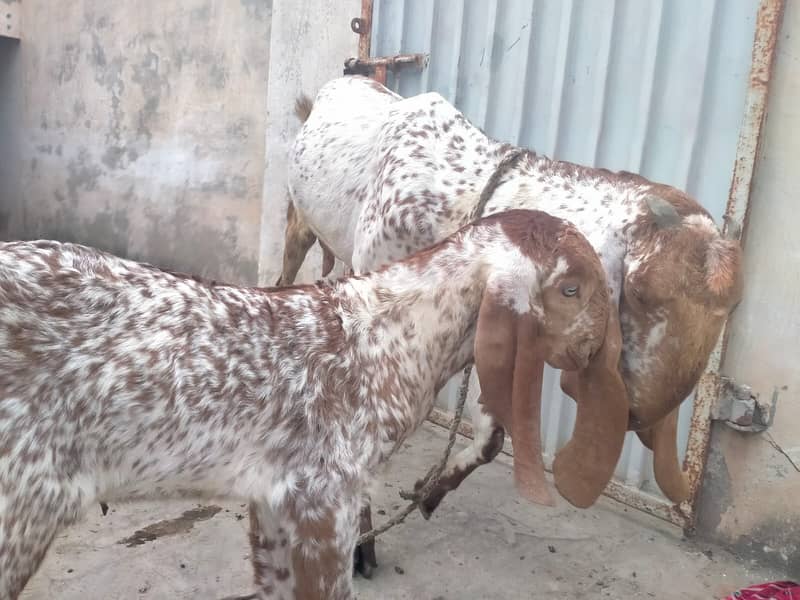 Pure makhi cheni bakri with bakra A++ Mall for Sale 3