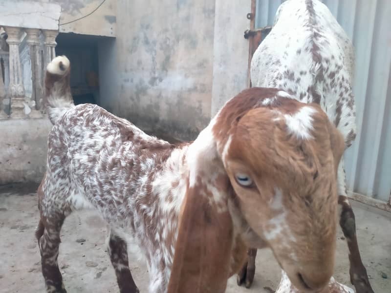 Pure makhi cheni bakri with bakra A++ Mall for Sale 4