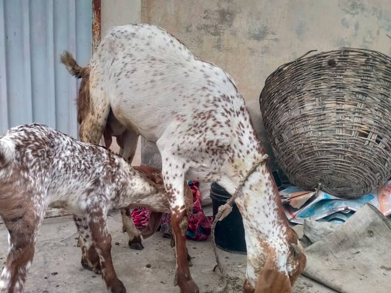 Pure makhi cheni bakri with bakra A++ Mall for Sale 5