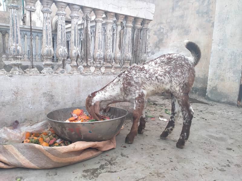 Pure makhi cheni bakri with bakra A++ Mall for Sale 7