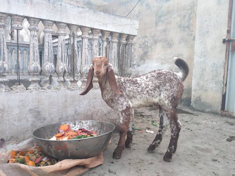 Pure makhi cheni bakri with bakra A++ Mall for Sale 8