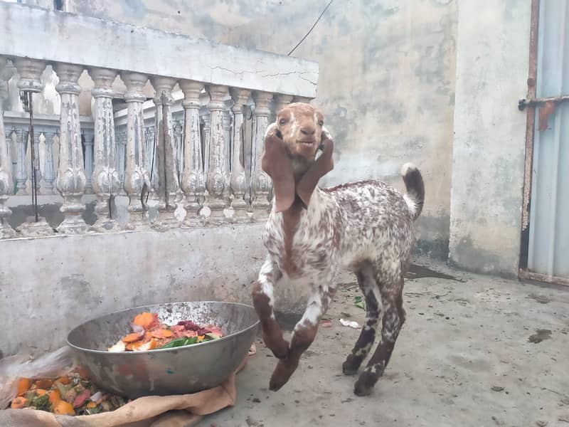 Pure makhi cheni bakri with bakra A++ Mall for Sale 9