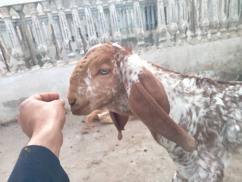 Pure makhi cheni bakri with bakra A++ Mall for Sale 10