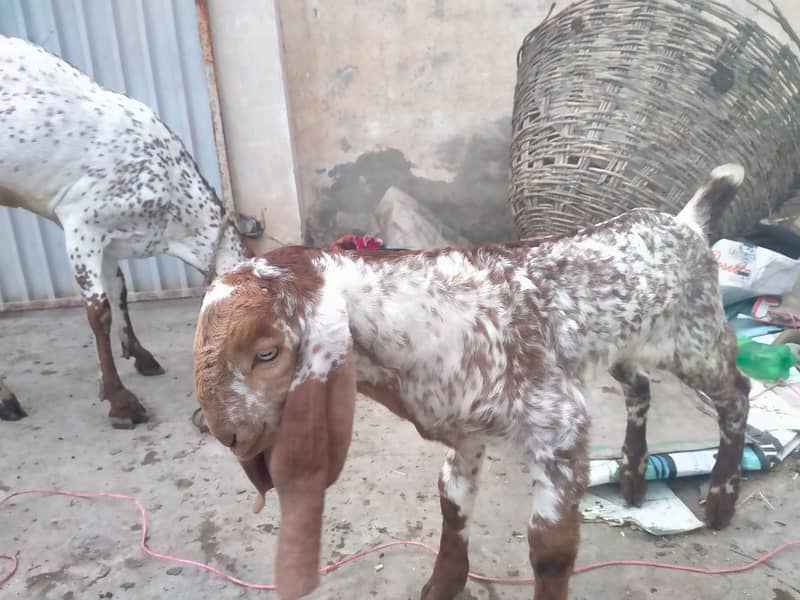 Pure makhi cheni bakri with bakra A++ Mall for Sale 11