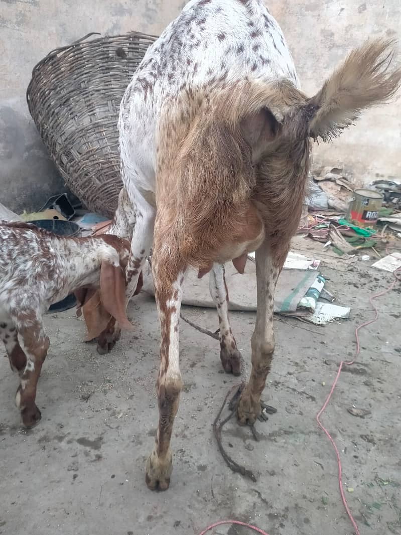 Pure makhi cheni bakri with bakra A++ Mall for Sale 12