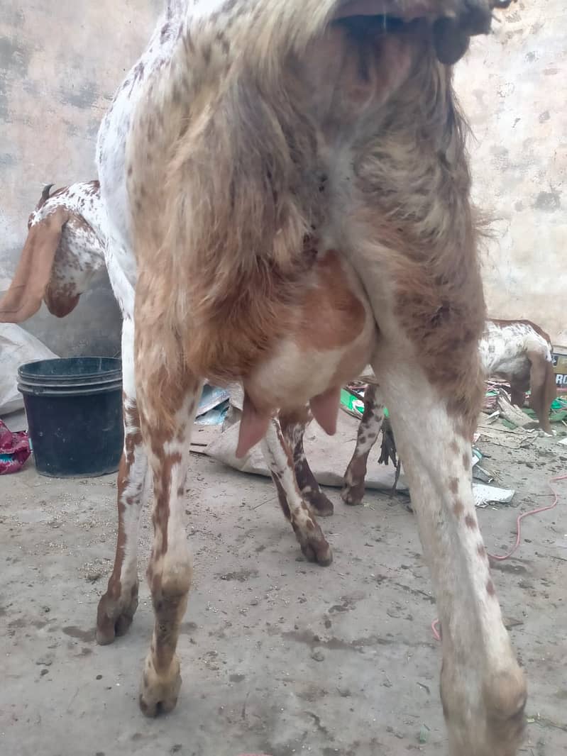 Pure makhi cheni bakri with bakra A++ Mall for Sale 13