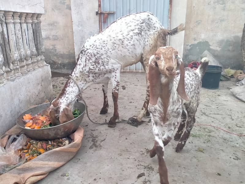 Pure makhi cheni bakri with bakra A++ Mall for Sale 14