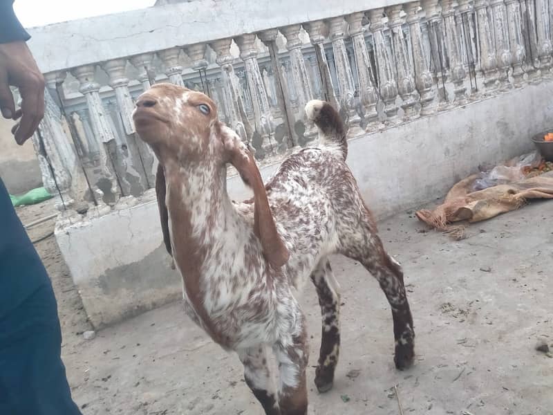 Pure makhi cheni bakri with bakra A++ Mall for Sale 15