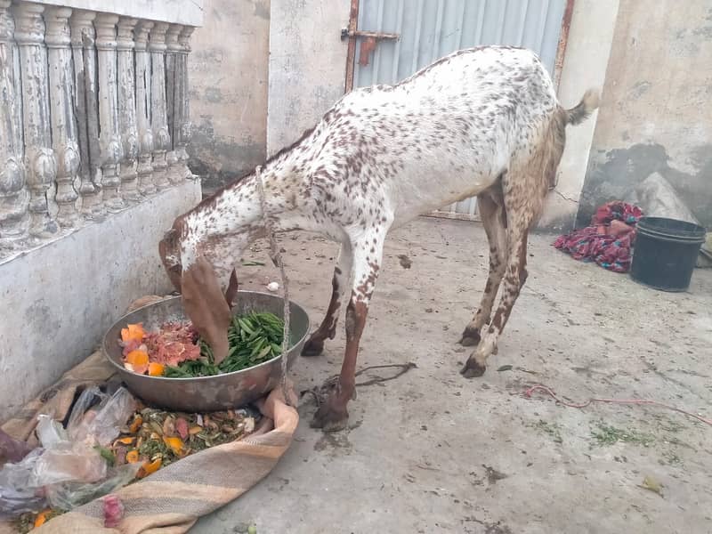 Pure makhi cheni bakri with bakra A++ Mall for Sale 16