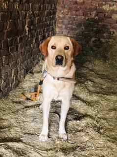 British Labrador