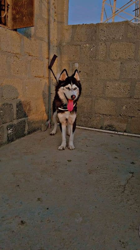 Siberian husky female 1.5 months 0