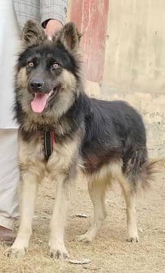 Alshesion buagyary male 10 month sequrty train for sale