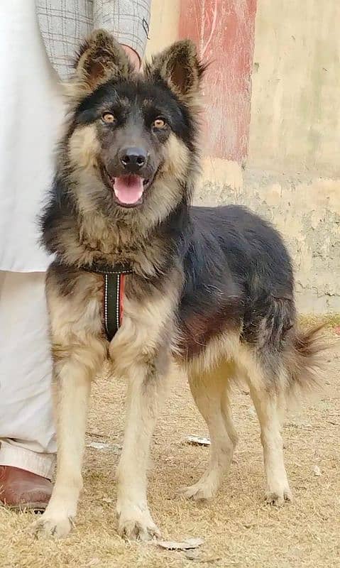 Alshesion buagyary male 10 month sequrty train for sale 1