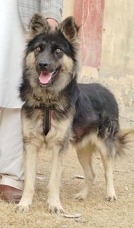 Alshesion buagyary male 10 month sequrty train for sale 2