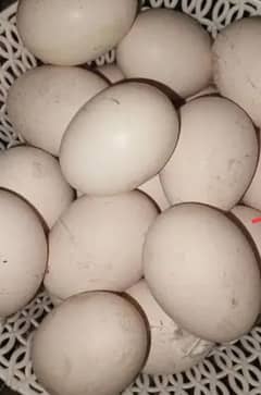 Aseel heera eggs