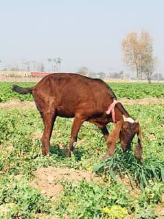 Desi Female Bakri for sale